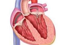 دریچه‌های قلب چگونه کار می‌کنند؟