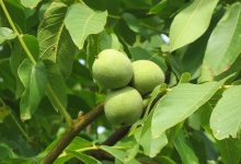 خواص برگ درخت گردو