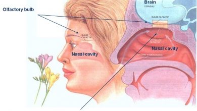 علت وجود یک بوی همیشگی در بینی: تعامل بین حس بویایی و مغز