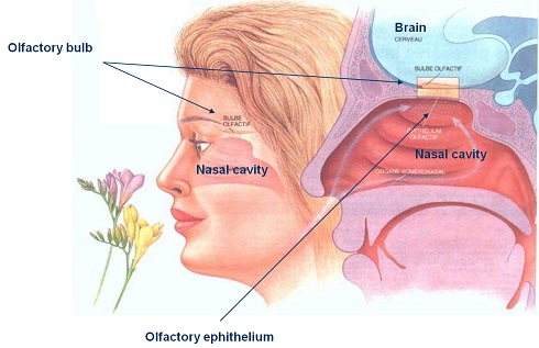 علت وجود یک بوی همیشگی در بینی: تعامل بین حس بویایی و مغز