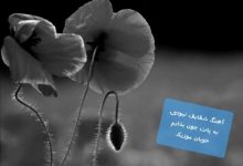 دانلود آهنگ شقایق نبودی به پات جون بذارم تو نازم نبودی ببین نا ندارم