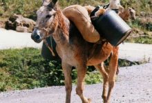 پالان Pack-saddle