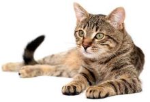 گربه cat