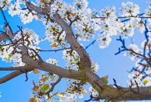دعای مجرب برای رسیدن به حاجات به حق پنج تن آل عبا دعای مجرب برای رسیدن به حاجات