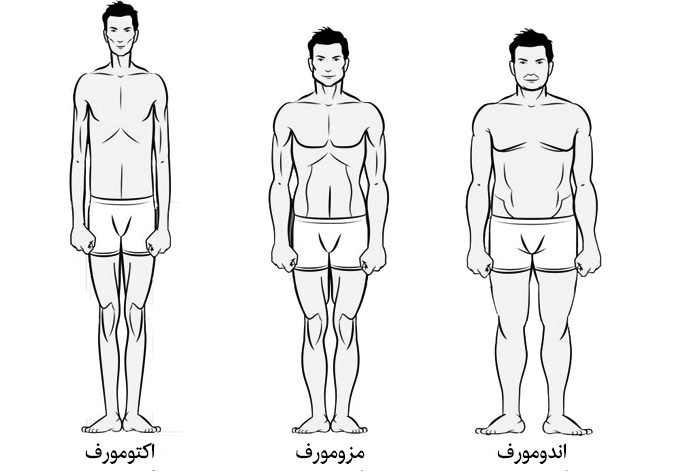 انواع تیپ بدنی در بدنسازی (اکتومورف، اندومورف و یا مزومورف)